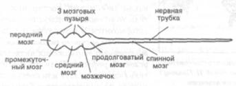 Развитие психики животных