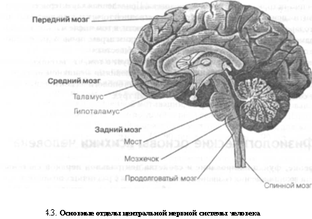 Физиологические основы психики человека [5]