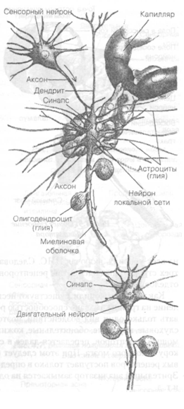 Физиологические основы психики человека [5]