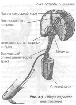 подпись: 