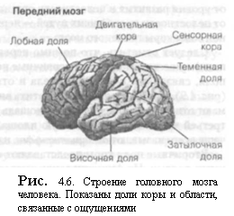 Физиологические основы психики человека [5]