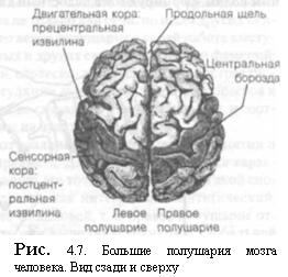 Физиологические основы психики человека [5]