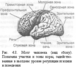 Физиологические основы психики человека [5]