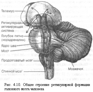 Физиологические основы психики человека [5]