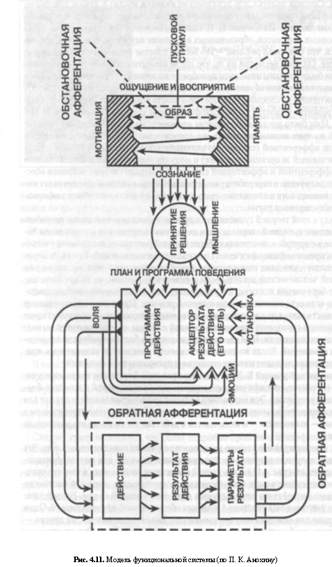 Физиологические основы психики человека [5]