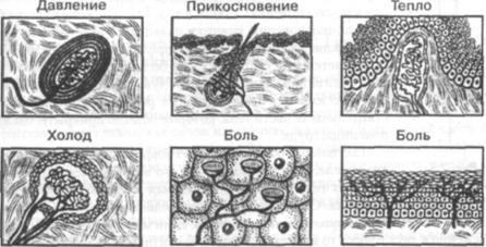 Характеристика основных видов ощущений