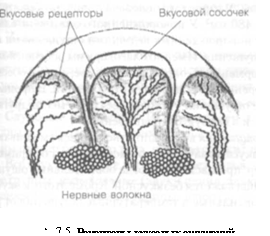 Характеристика основных видов ощущений