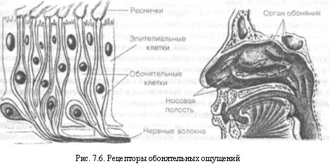 Характеристика основных видов ощущений