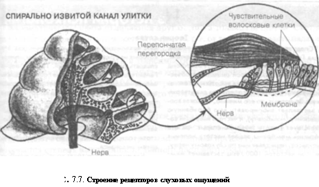 Характеристика основных видов ощущений