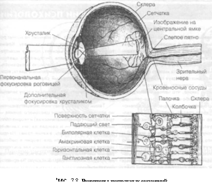 Характеристика основных видов ощущений