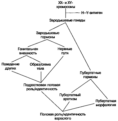 Биологические механизмы половой дифференциации